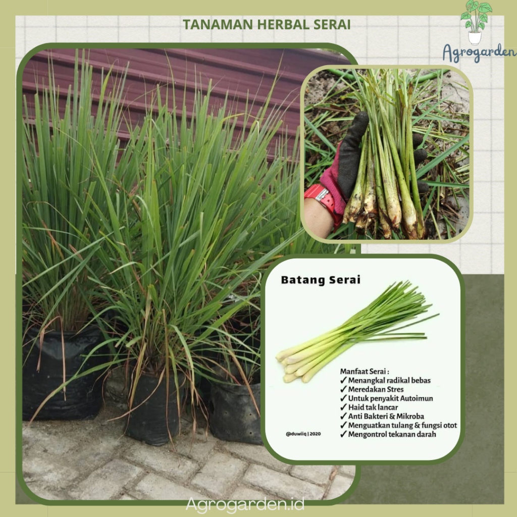 Bibit Tanaman Serai / Sereh ( Cymbopogon Critatus ) Rempah Rempah - bibit sereh - bibit sereh bumbu 