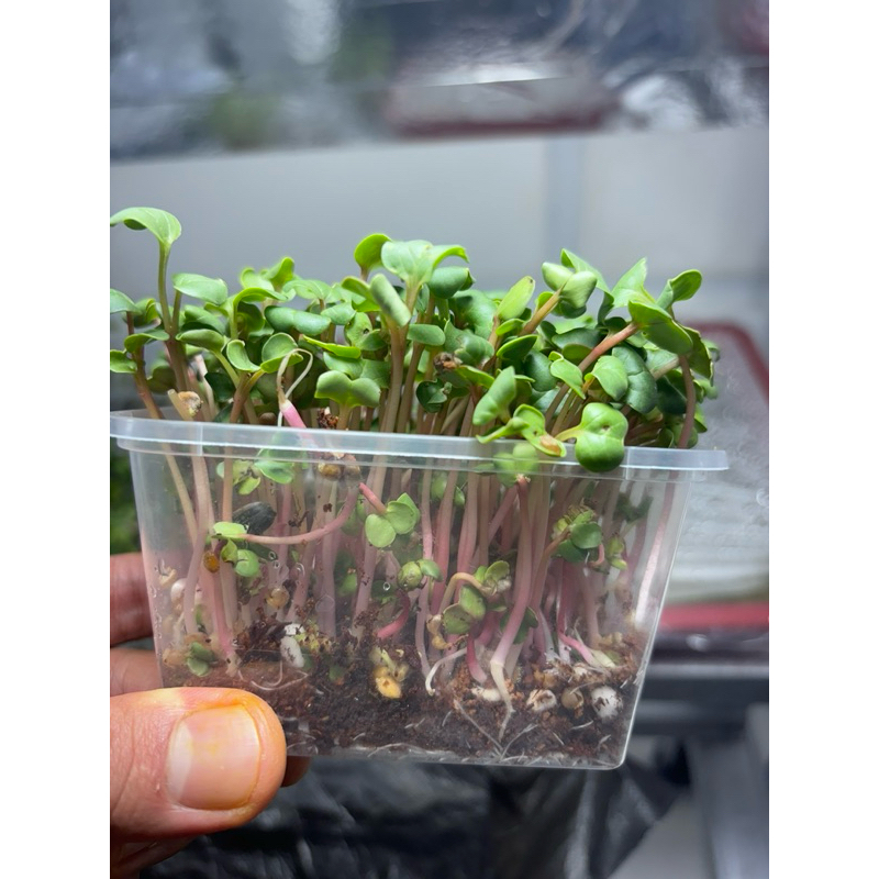 

Lebry Microgreen - Red Radish (25/50 Grams)