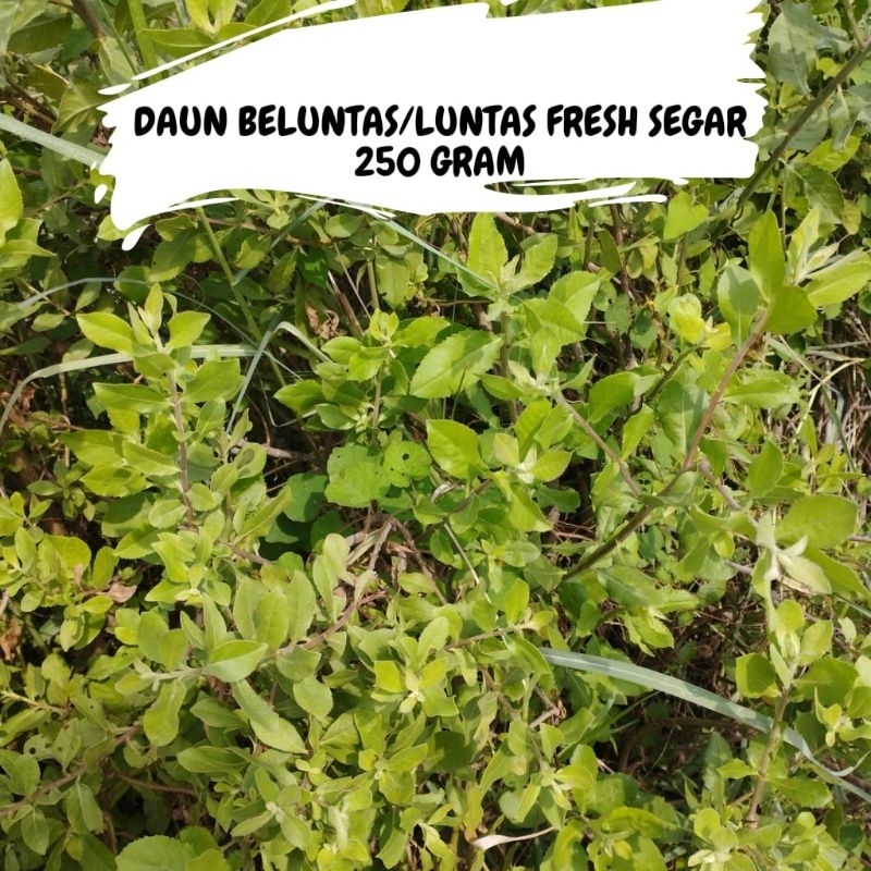 

DAUN BELUNTAS/LUNTAS FRESH SEGAR PETIK POHON 250 GRAM TStore