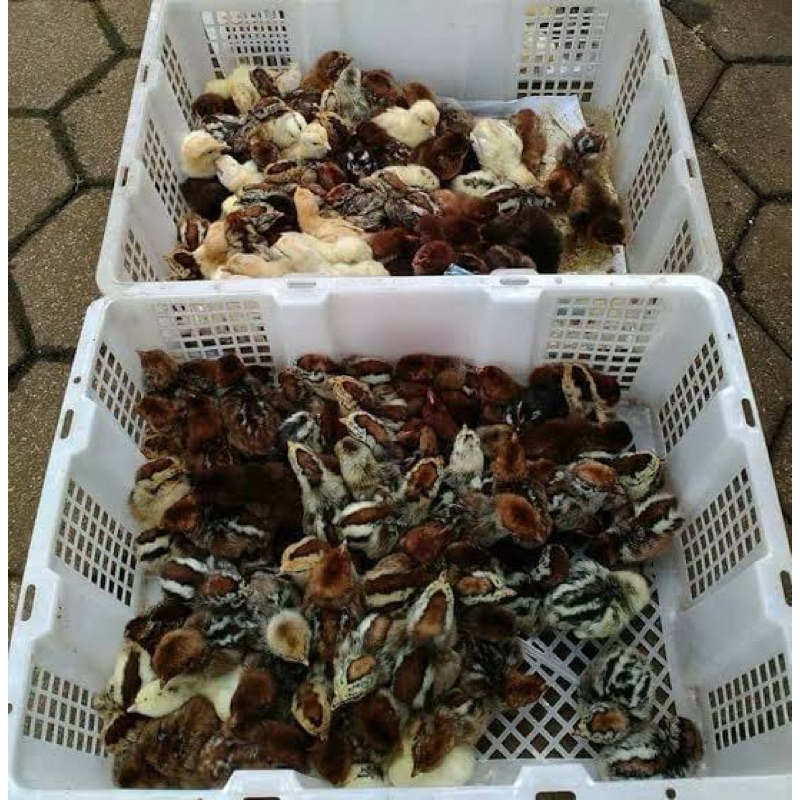 ANAKAN AYAM ARAB USIA SEMINGGU