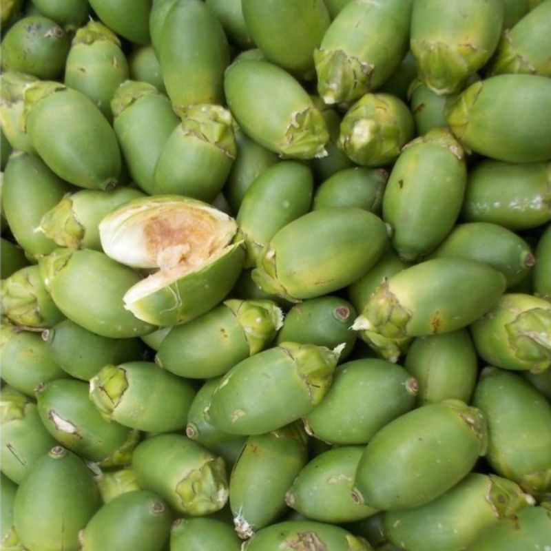 

1KG Buah pinang muda segar