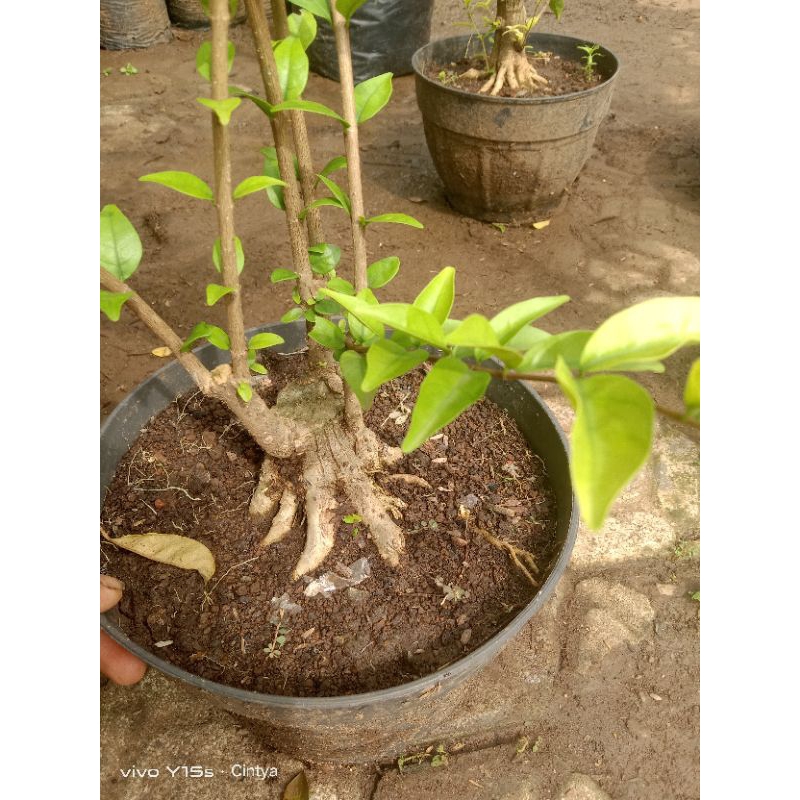 bahan bonsai anting putri bogelan