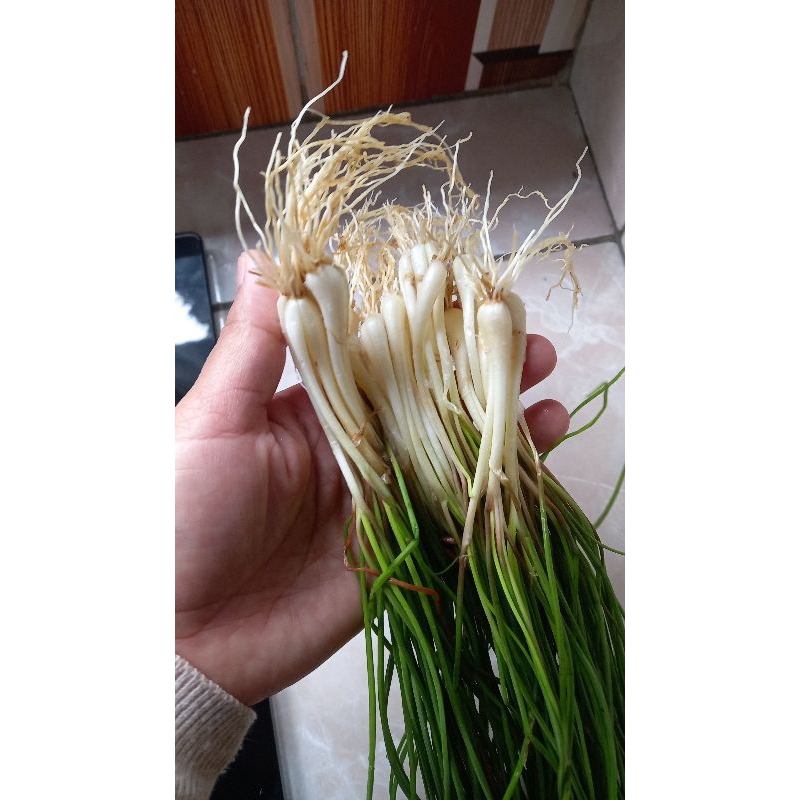 

BAWANG BATAK SEGAR 250gr/KUNCAI SEGAR