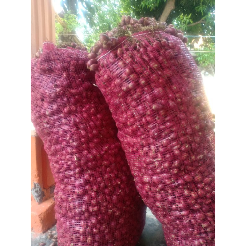 Bibit Bawang merah Bima Brebes siap tanam karungan 50kg