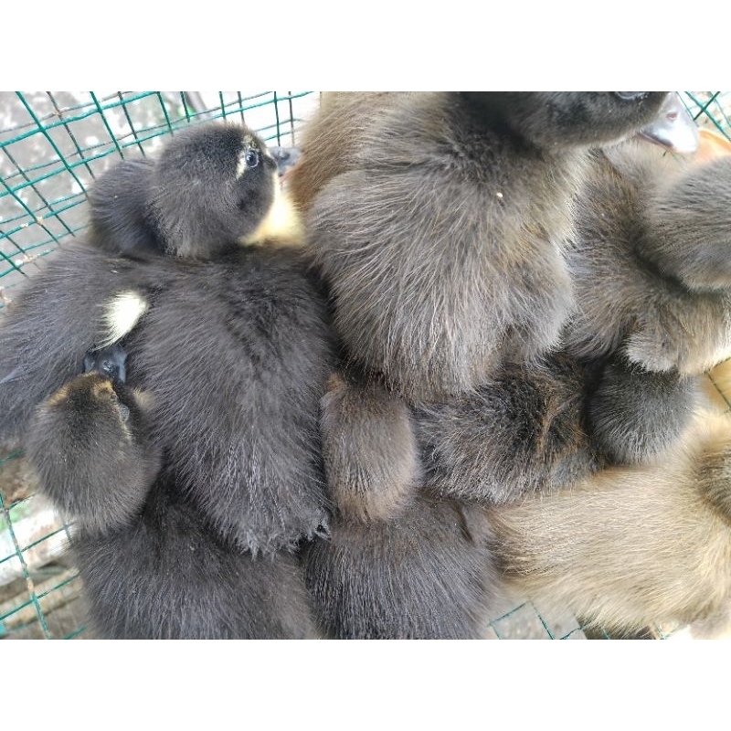 BEBEK DOD HIBRIDA HITAM