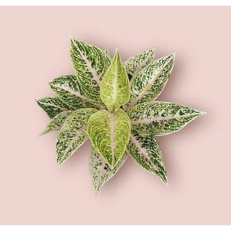 bunga aglonema mutiara alba (remaja)