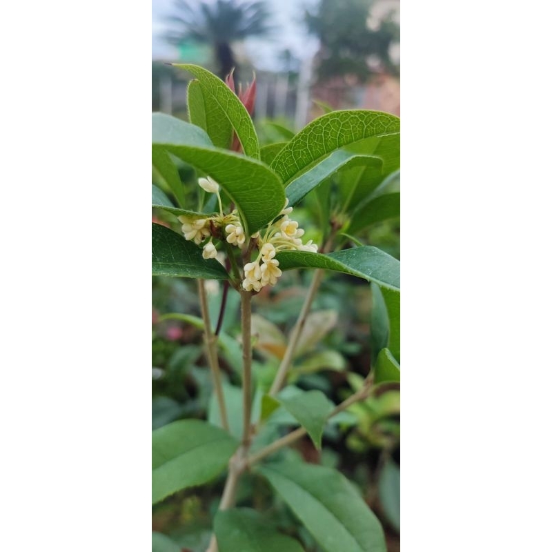 Melati Cina Mei Hwa Osmanthus Tanaman Bibit