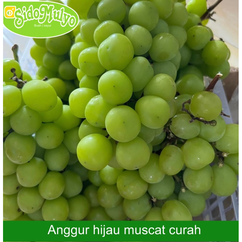 

lAnggur Hijau muscat curah fresh manis ( tanpa biji ) 500gr | ud sidomulyo fresh