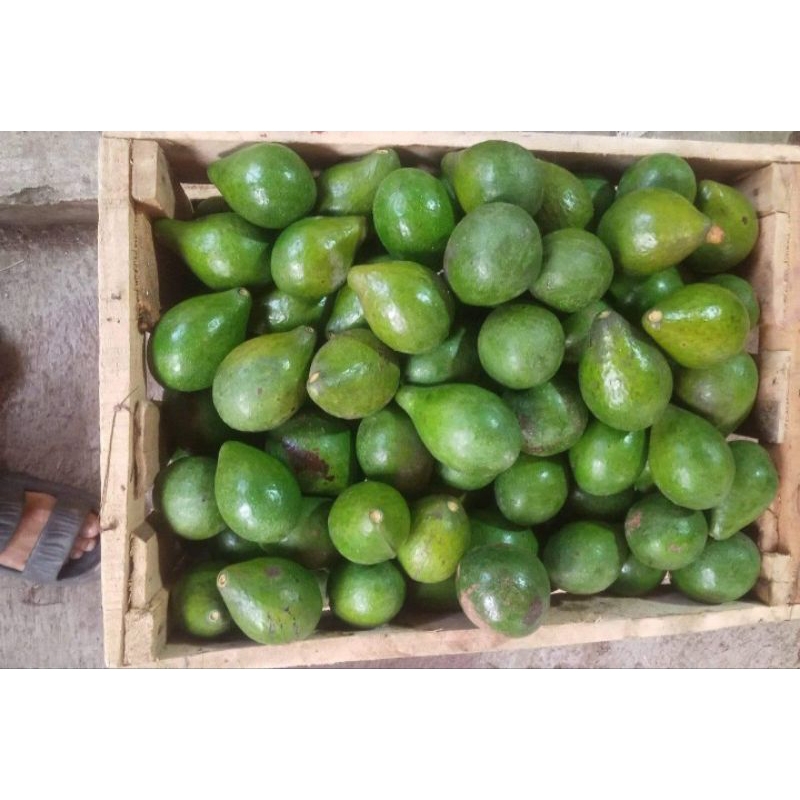 

alpukat mentega 1 kg murah