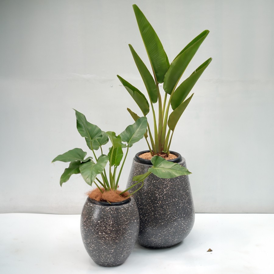 Set Pot Terazzo & Tanaman Pisang Kipas & PhilloMarble
