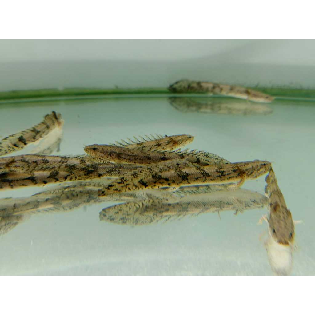 Ikan Palmas Batik Ukuran 10 cm