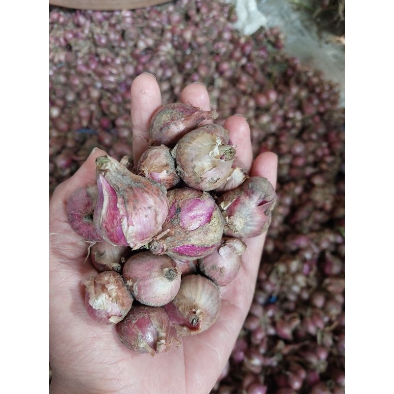 

BAWANG MERAH 1KG