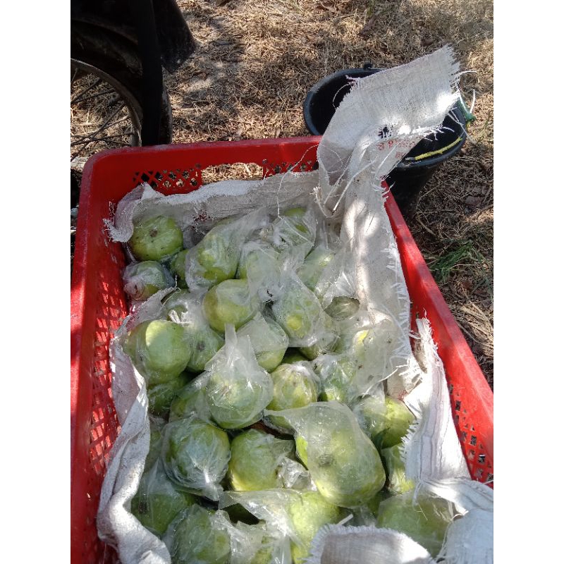 

Buah Jambu Kristal 1 KG