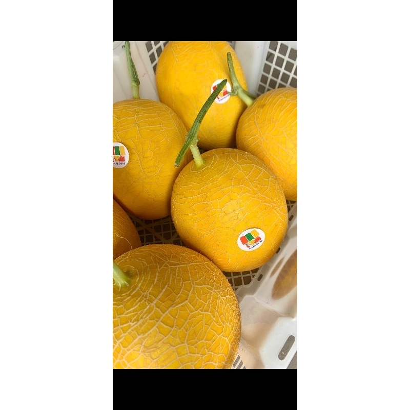 

melon Korean hami/elysia 50/kg