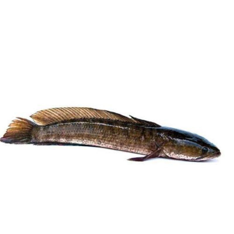 

Ikan Gabus / Ikan Haruan Segar / Berat 500 gram