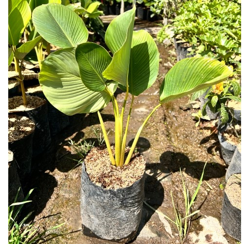 Calathea Luthea | Calathea Lutea | Calathea Pisang | Tanaman Hias Calathea | Luthea | Kalatea Lutea 