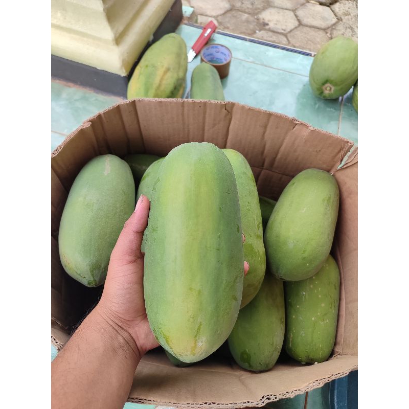 Pepaya California (Kates Manis) Lampung