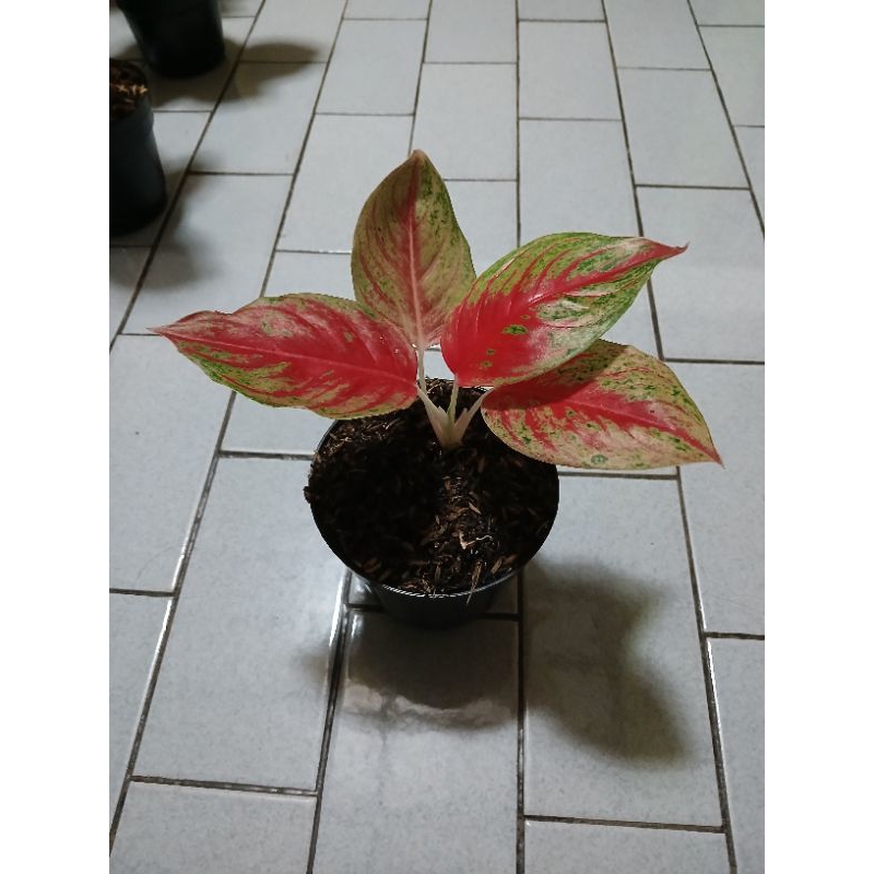 aglaonema anakan red regency