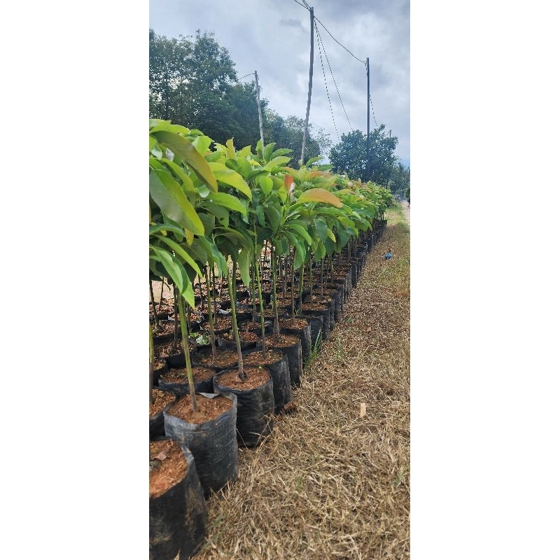 Bibit Alpukat Pluwang