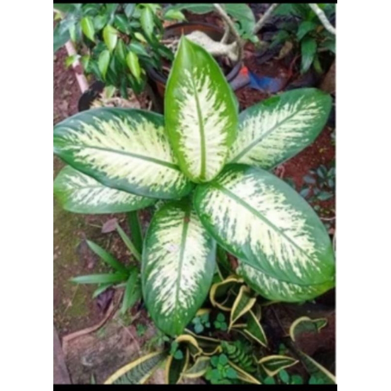 Tanaman Hias Aglonema Belanceng Zebra,Difenbacia Zebra,Daun Bahagia