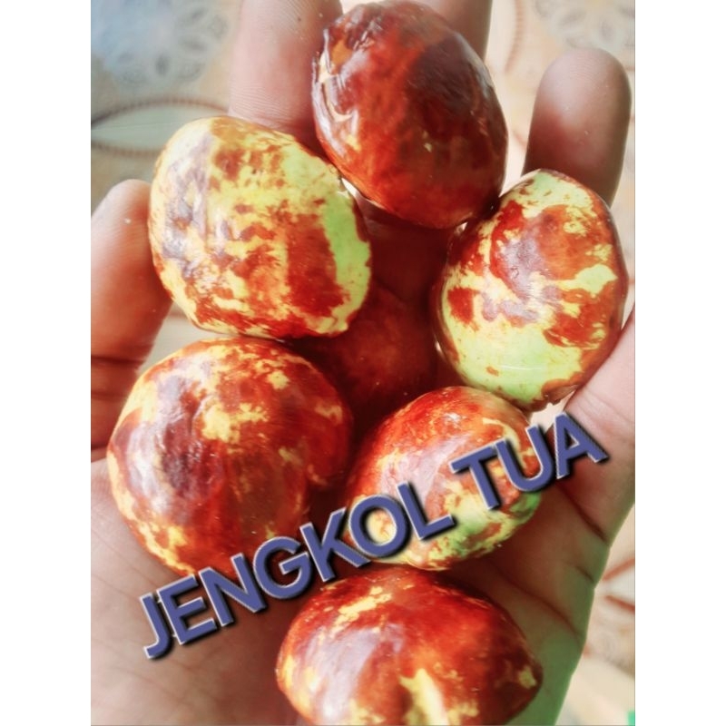 

Jengkol Tua untuk semur dan lalaban