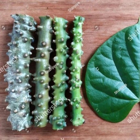 

BATRAWALI BROTOWALI SEGAR 250 Gram