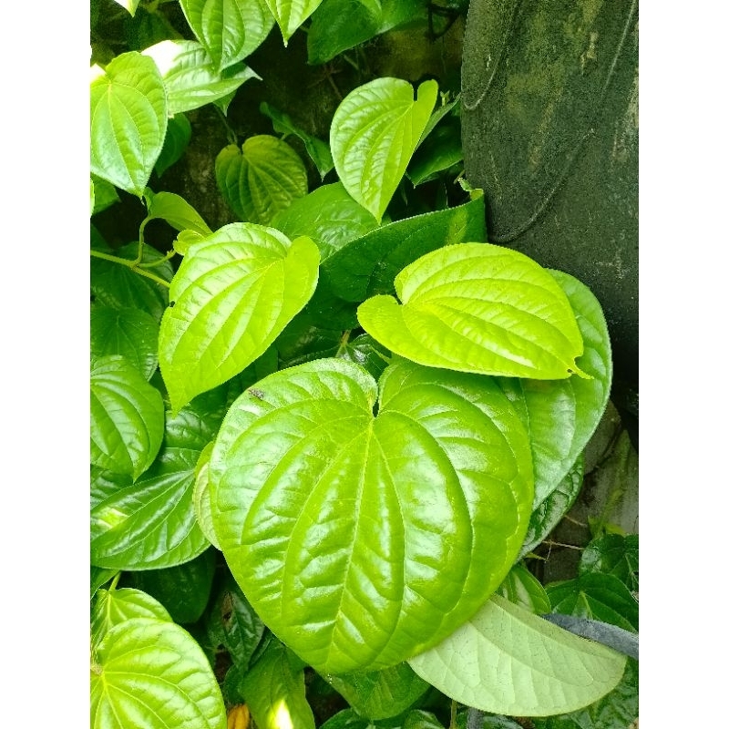 

Daun sirih segar isi 10 daun