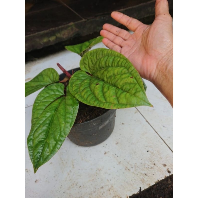 Bibit Anthurium Sirih