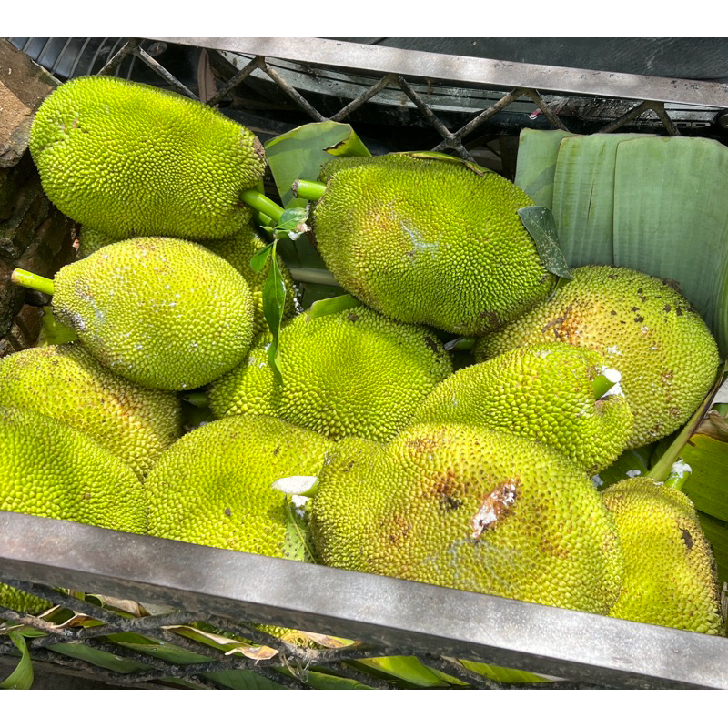 

nangka muda