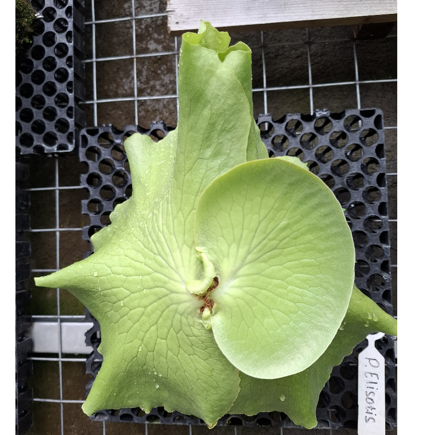 Anakan Platycerium Elisotis (Elephantotis X Ellisi)