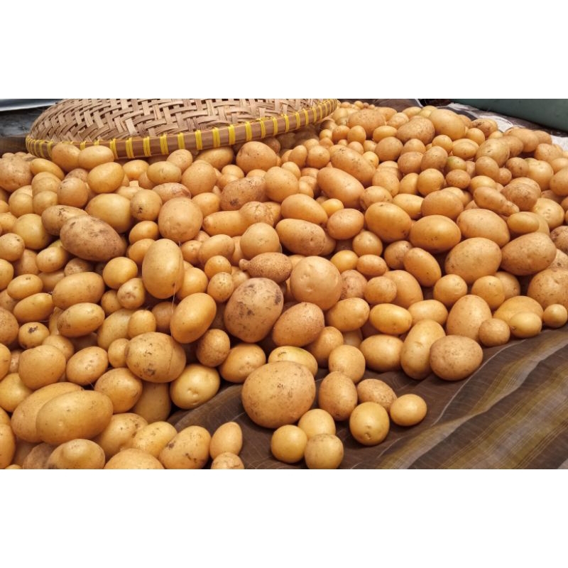 

Kentang Dieng 5kg murah promo petani