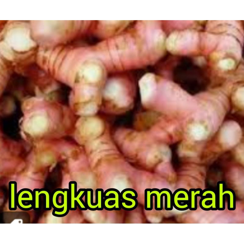 

LENGKUAS MERAH SEGAR RP 6.000 / 250 GRAM