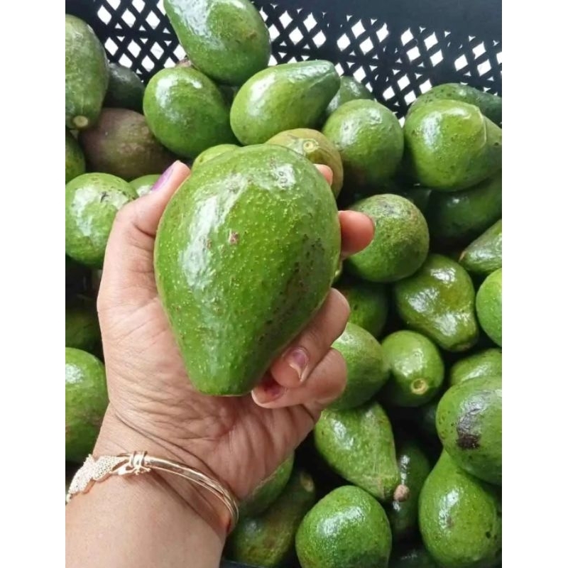 

Alpukat matang 1 kg isi 4-5 buah