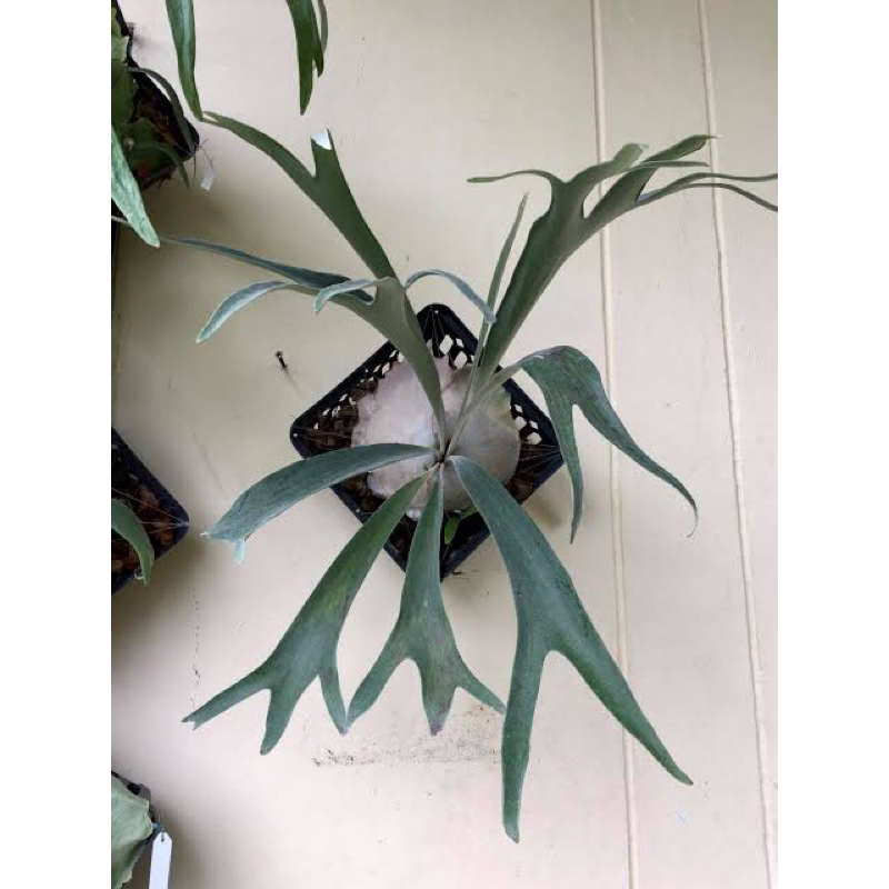 ANAKAN PLATYCERIUM BLUE VISTA (hybrid/silangan Paul Webber X Willinckii)