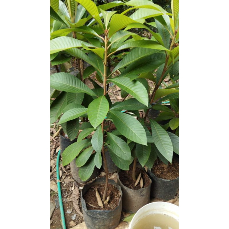 Bibit buah sawo mamey sapote asli super jumbo