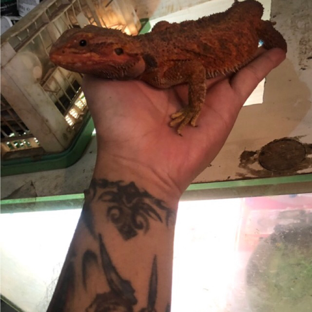 Bearded Dragon trans bloodred size indukan RMB