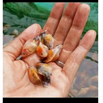 

HIASAN AQUARIUM - KOKI MUTIARA UKURAN 4 CM