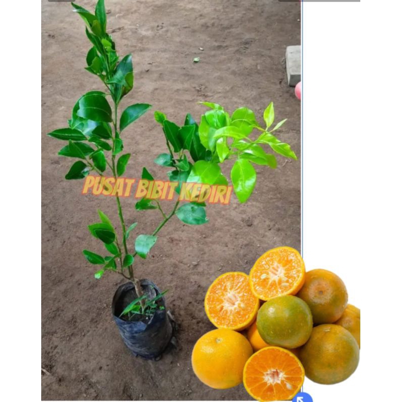 Bibit jeruk keprok siem madu