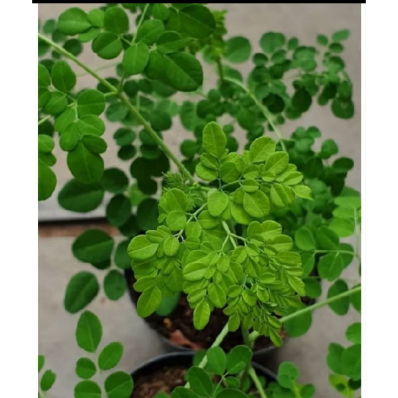 

daun kelor fresh 100gr