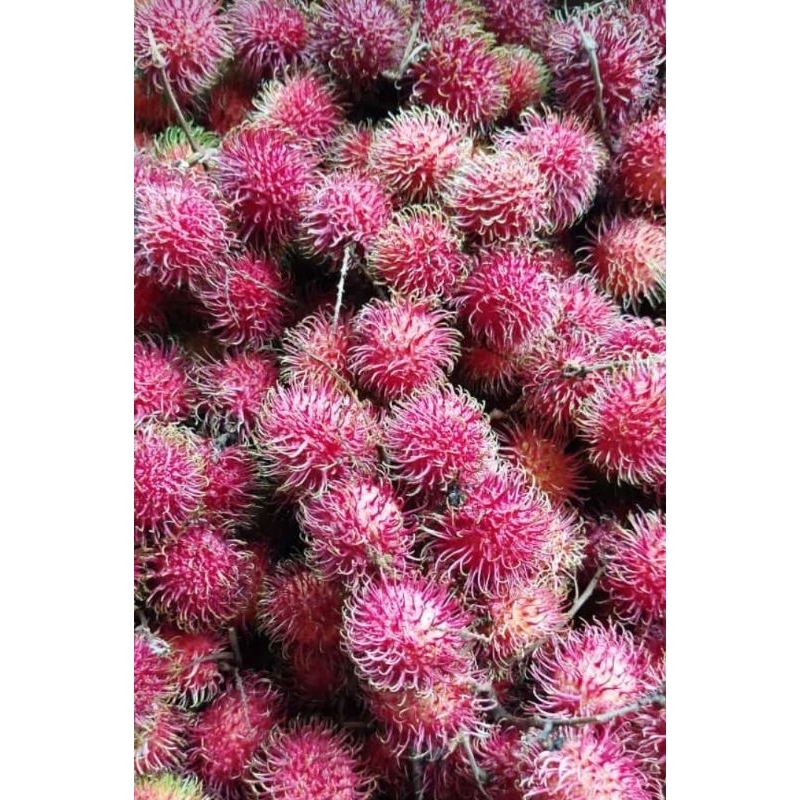 

Rambutan Binjai