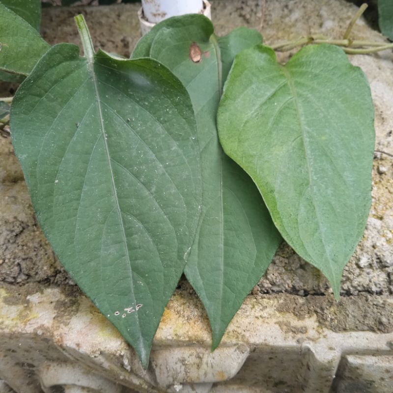 

Daun sembukan(Daun kentut) segar 100 gram