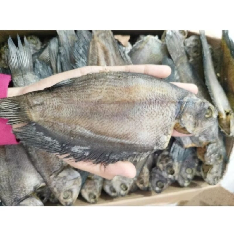 

IKAN ASIN SAPAT SIAM BESAR 500gram