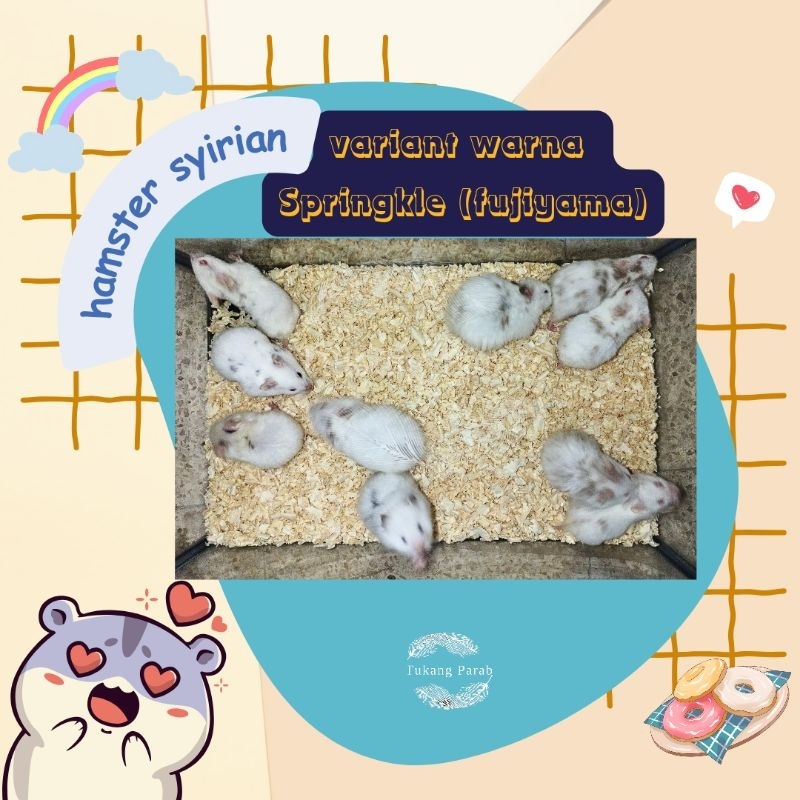 Hamster Syrian Fujiyama Syrian Springkle