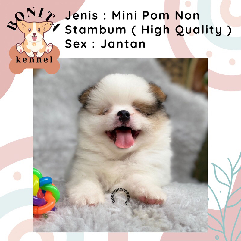 Mini Pom Non Stambum Black Snow White Particolor Mini Pomeranian Non Stambum Jantan Betina Anakan An