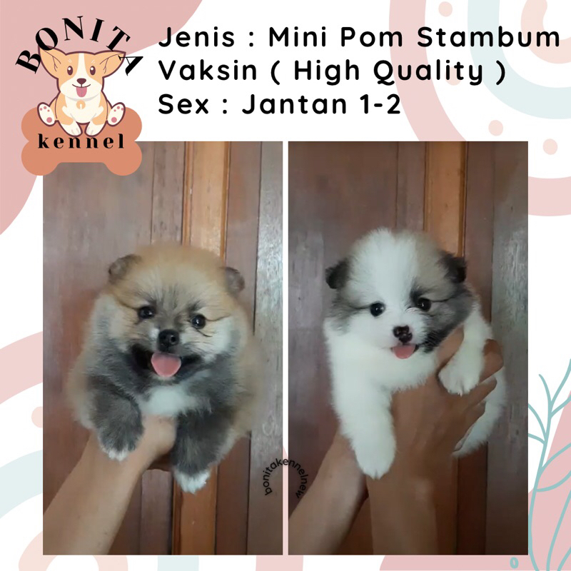 Mini Pom Stambum Snow White Sable Jantan Anak Anjing Minipom Mini Pomeranian