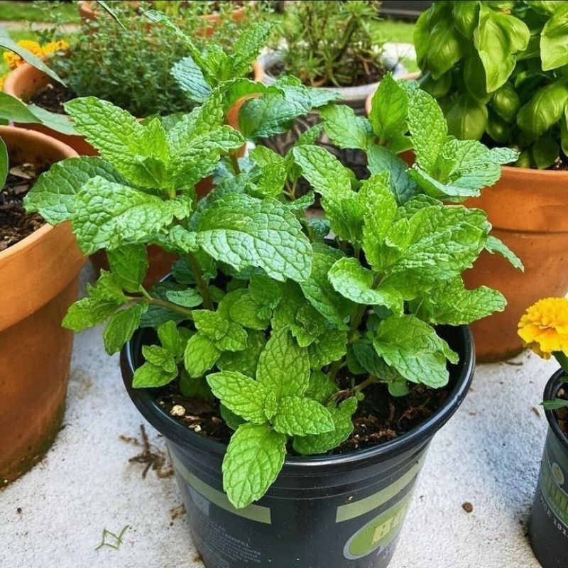 Tanaman Daun Mint / Mentha Jenis Paling Sering Digunakan Untuk Minuman