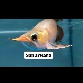 ikan arowana super red short body Apple arwana spesial