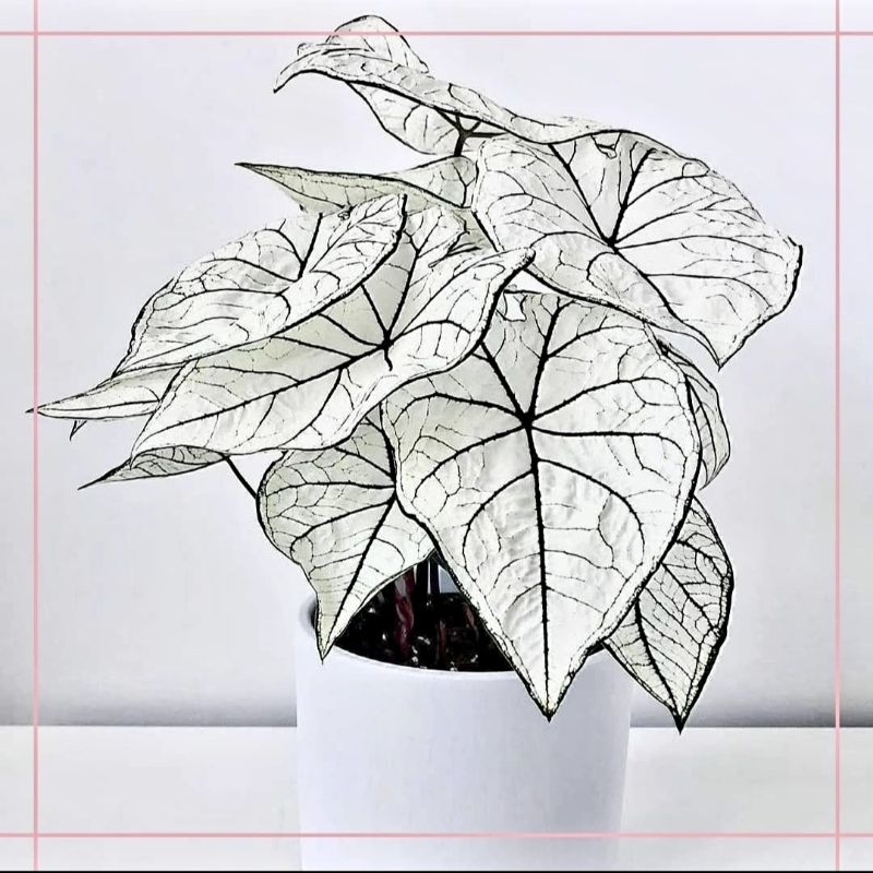 (BISA COD) Tanaman Hias Keladi Thai Series Rashberrymoon Bunga Hias Keladi Caladium Anakan Murah Mer