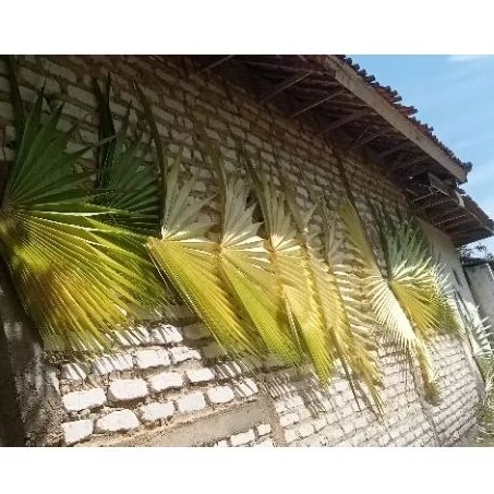 

DAUN ENTAL/IBUNG/LONTAR/SIWALAN MUDA BASAH FRESH 1 PUCUK FULL