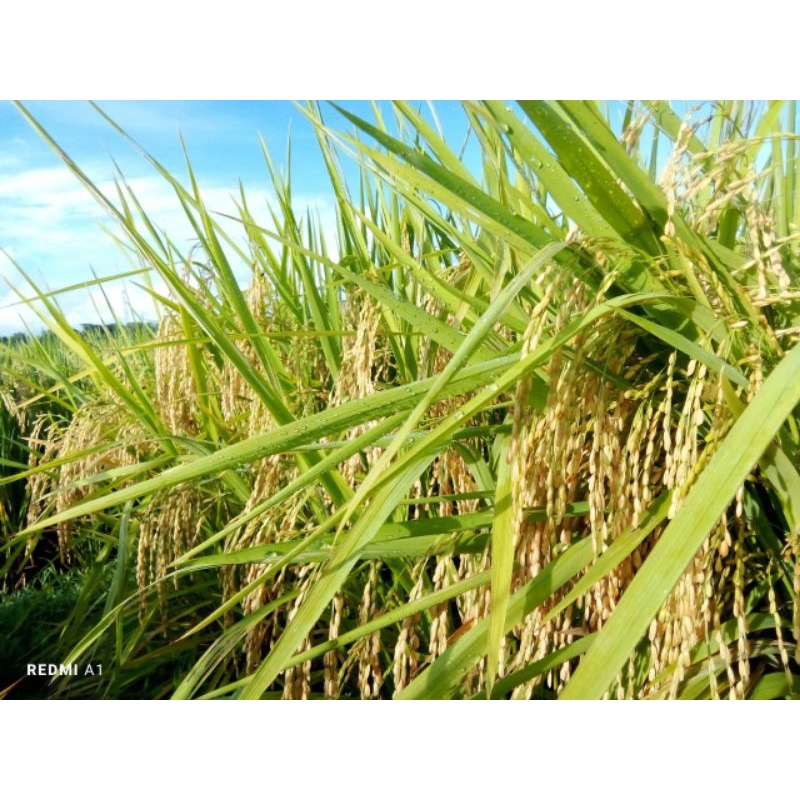 Bibit padi rojolele premium pulen kemasan 5kg